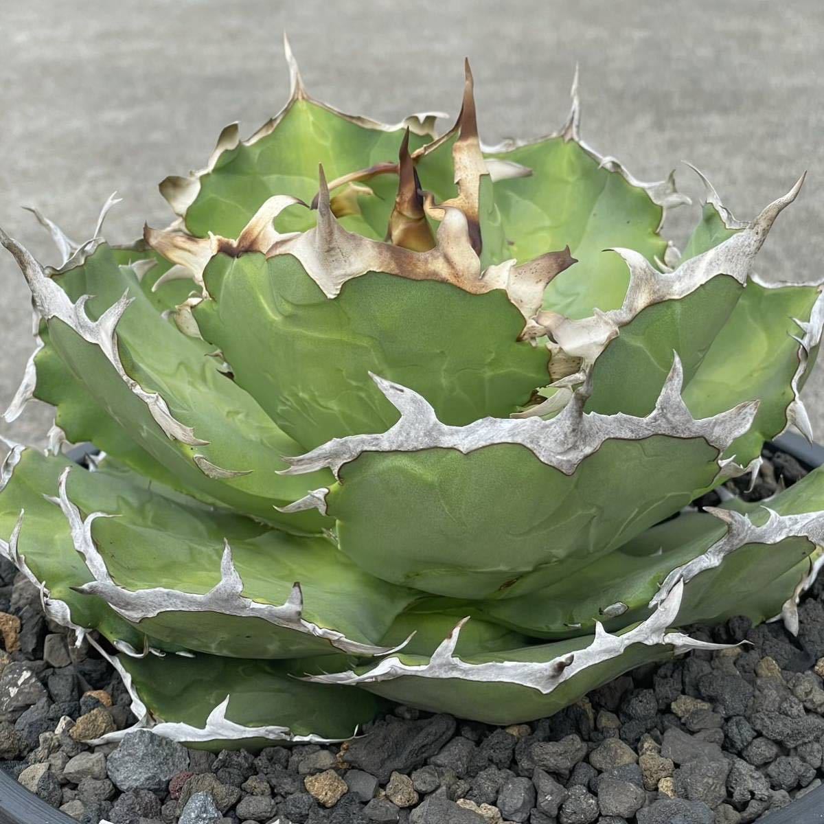 親株】アガベ チタノタ 蟹 アガベ チタノタ 蟹 大株 子株付き アガベ