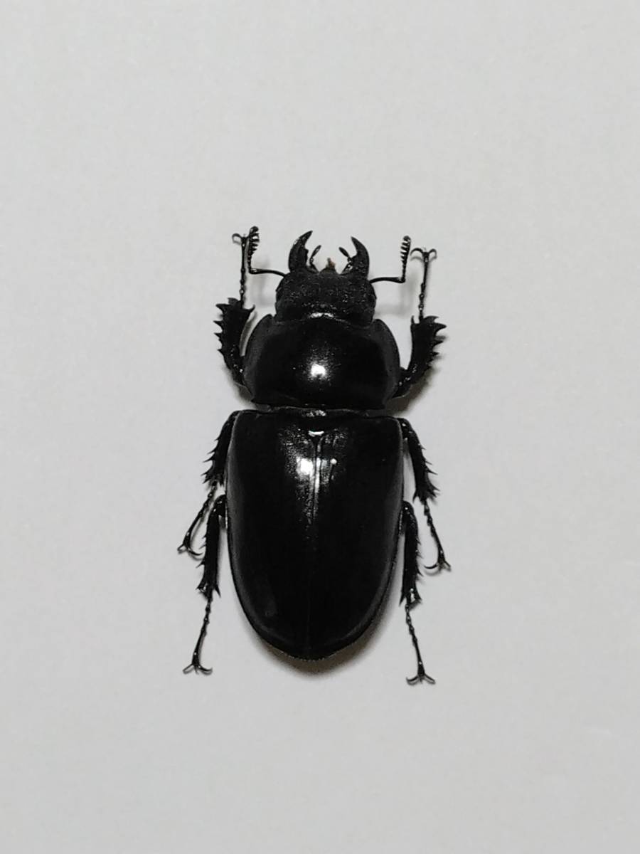 標本・展足済】 大型 アクベシアヌスミヤマクワガタ ♂86．5mm