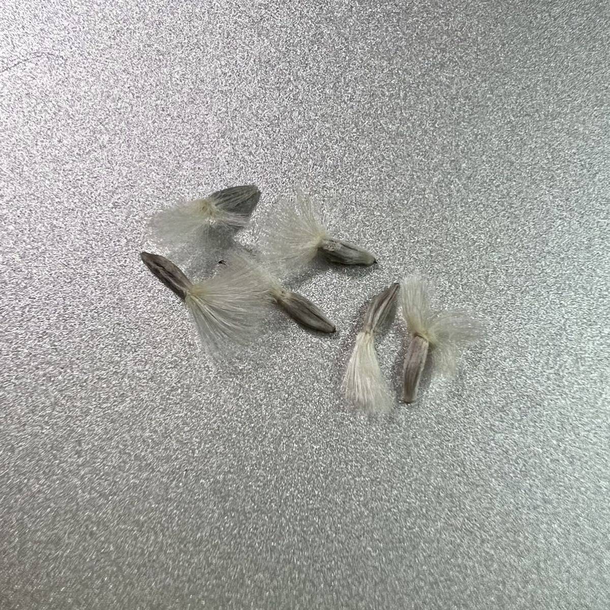 【自家・選別】オトンナ・フルカタ種子 6粒 othonna furcata yotfs10