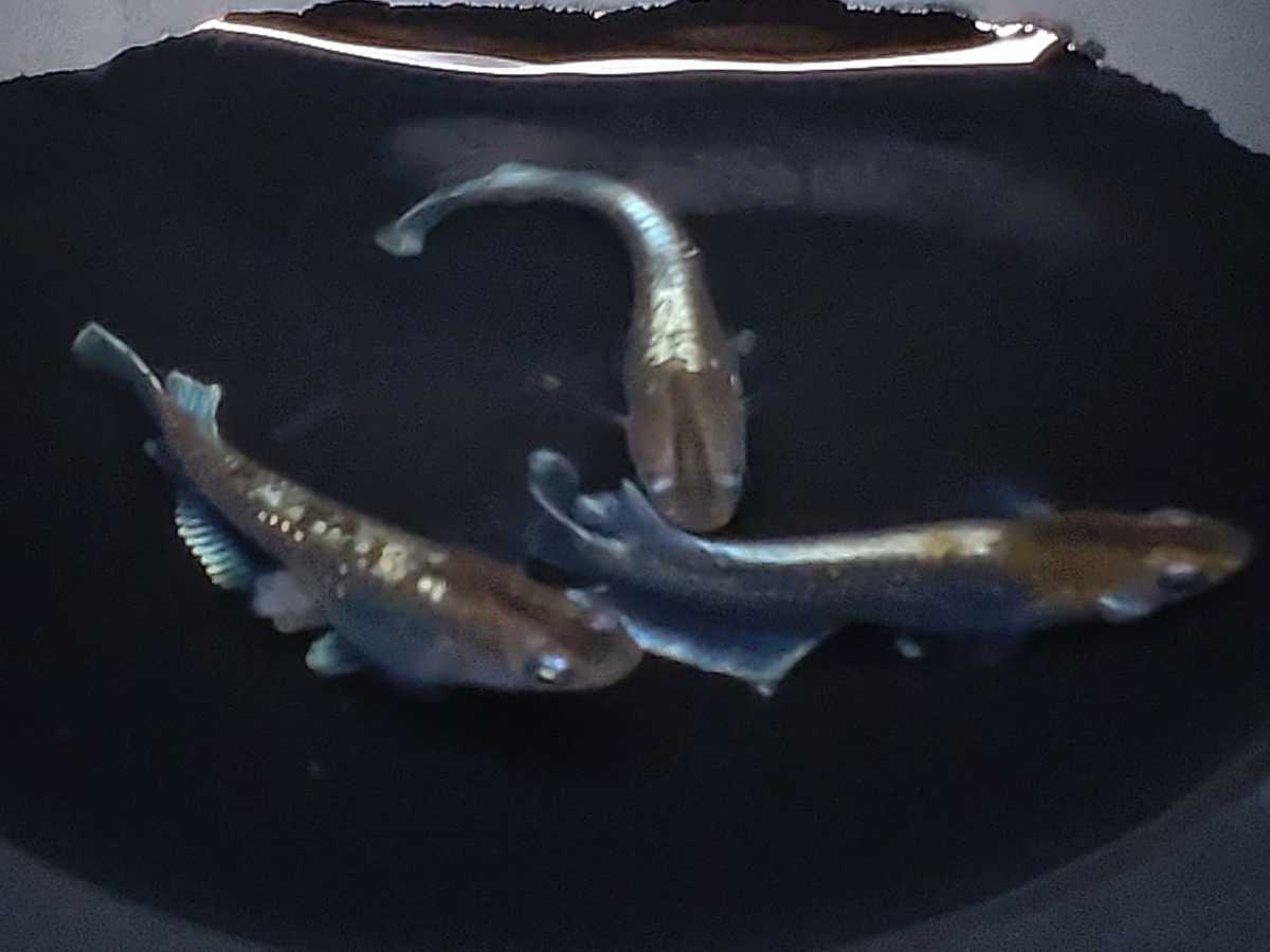 ★レッドクリフ ダークタイプ めだかの有精卵20個★説明文必読　メダカ