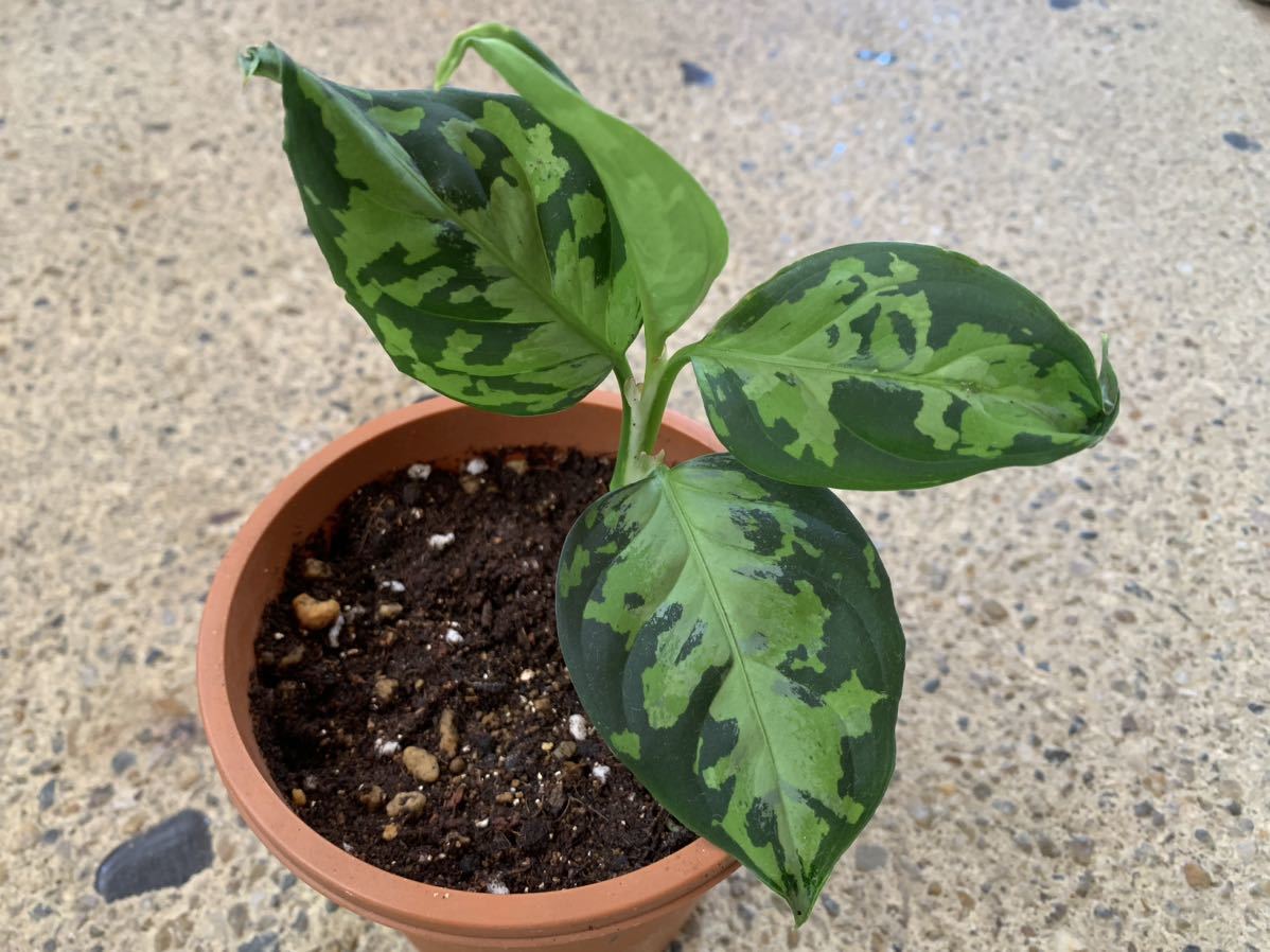 アグラオネマ　ピクタム　トリカラー　(緑3色、元祖タイプ) 送料無料