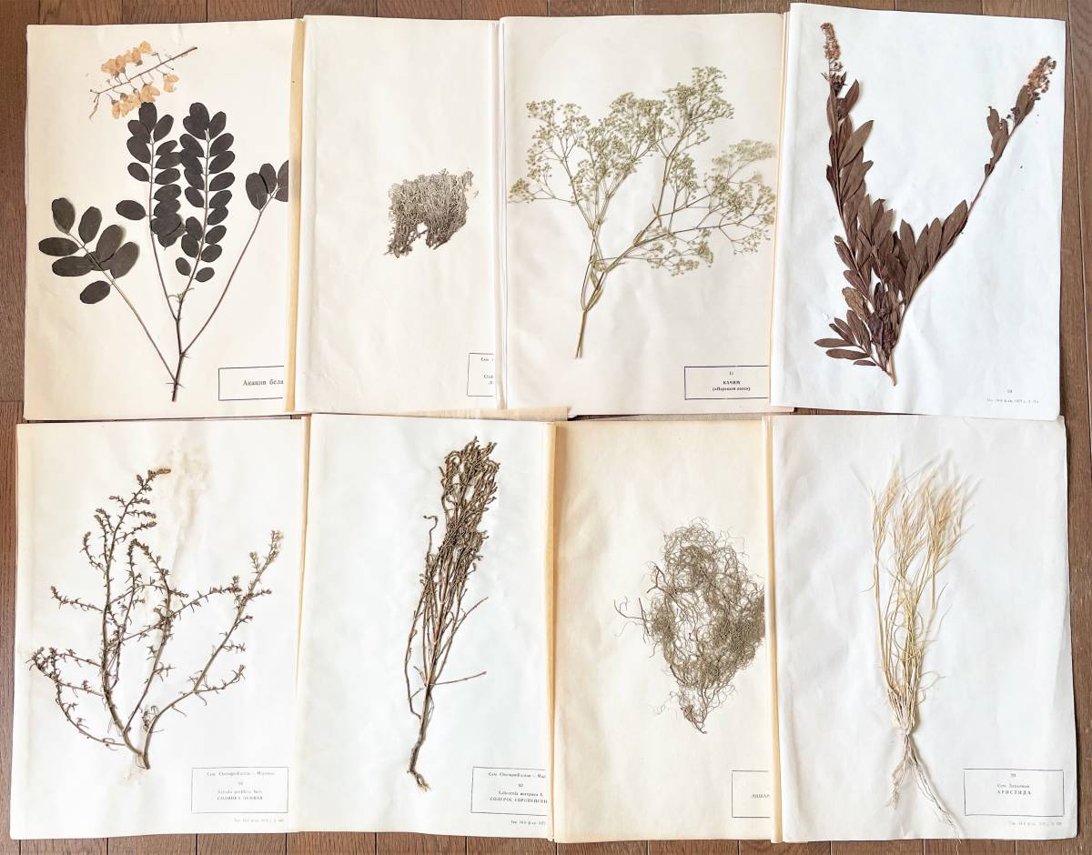 植物標本8枚　ソ連邦1975年頃採集　押花　ロシア　ハナゴケ/カスミソウ/アカシア/アリスティダ　ボタニカル　ハーバリウム　ドライフラワー