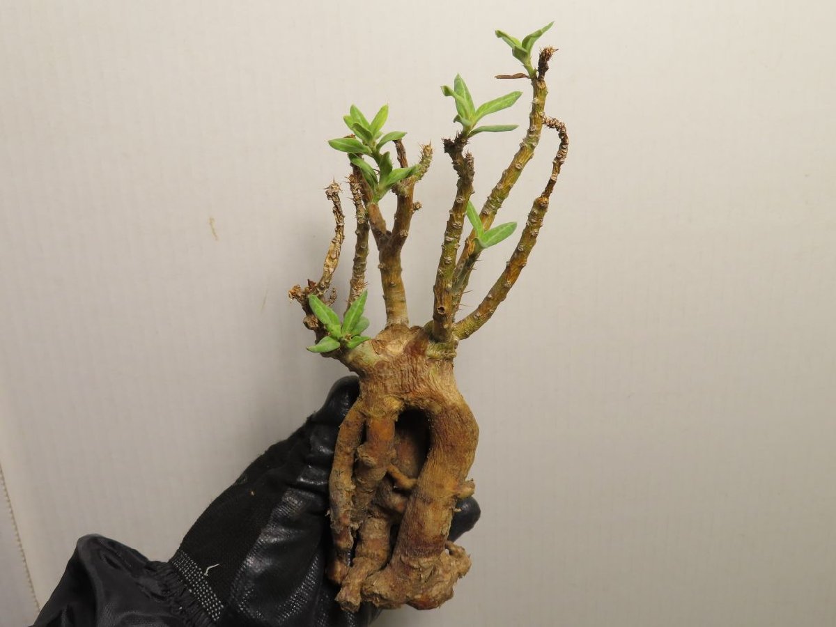 テ7095 「塊根植物」パキポディウム グラキリス S～MS 抜き苗【最新