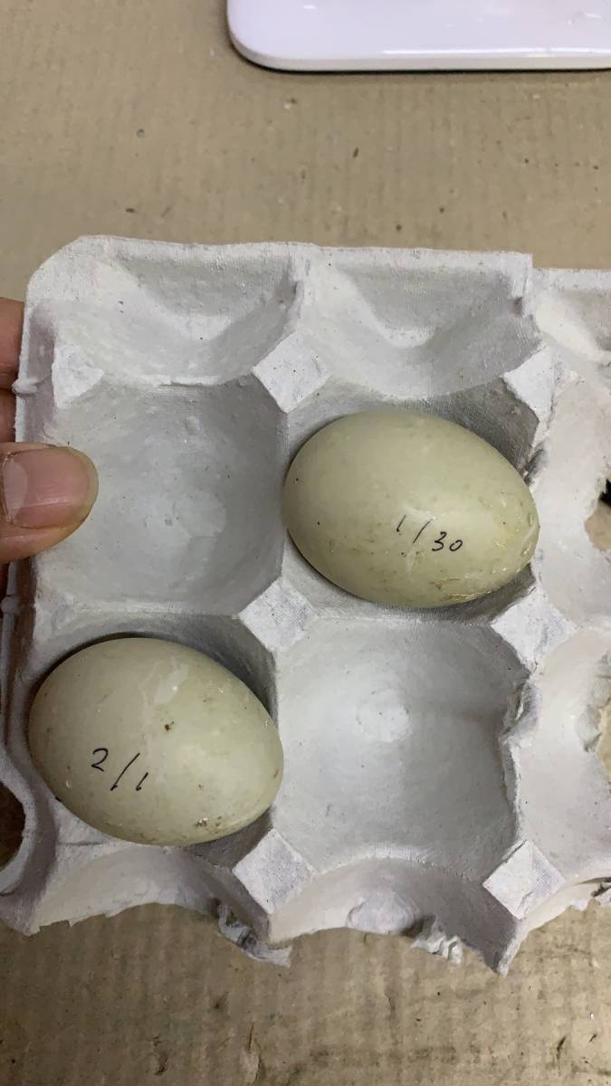 コールダック　白×白　食用卵　有精卵　2個