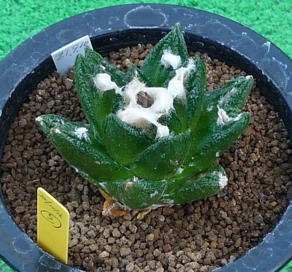 サボテン、多肉植物　大疣ブラボアナス-5