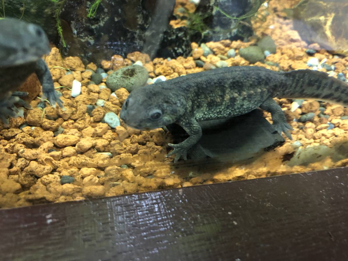 イベリアトゲイモリ雌1匹♪　15cmぐらい　　