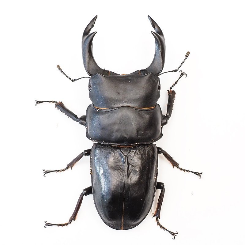 【22年羽化】能勢ＹＧ血統　87.1ｍｍ　ペア　　ま～たん氏委託個体　mat2302051511-2101-16