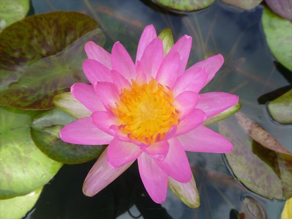 サイアムピンク　◎耐寒性スイレン苗◎【水生植物・水草・スイレン・睡蓮・ハス・蓮・ビオトープ・メダカ・めだか】温帯スイレン