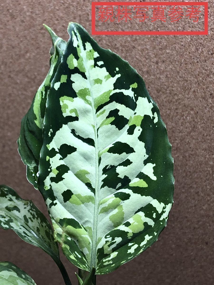 ①Aglaonema pictum/アグラオネマ ピクタム Corsair コルセア