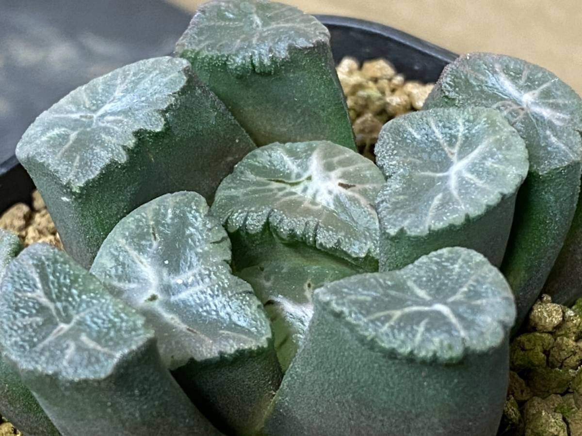 24 ハオルチア 多肉植物 アトロフスカ錦 自家繁殖 多肉植物 ハオルチア