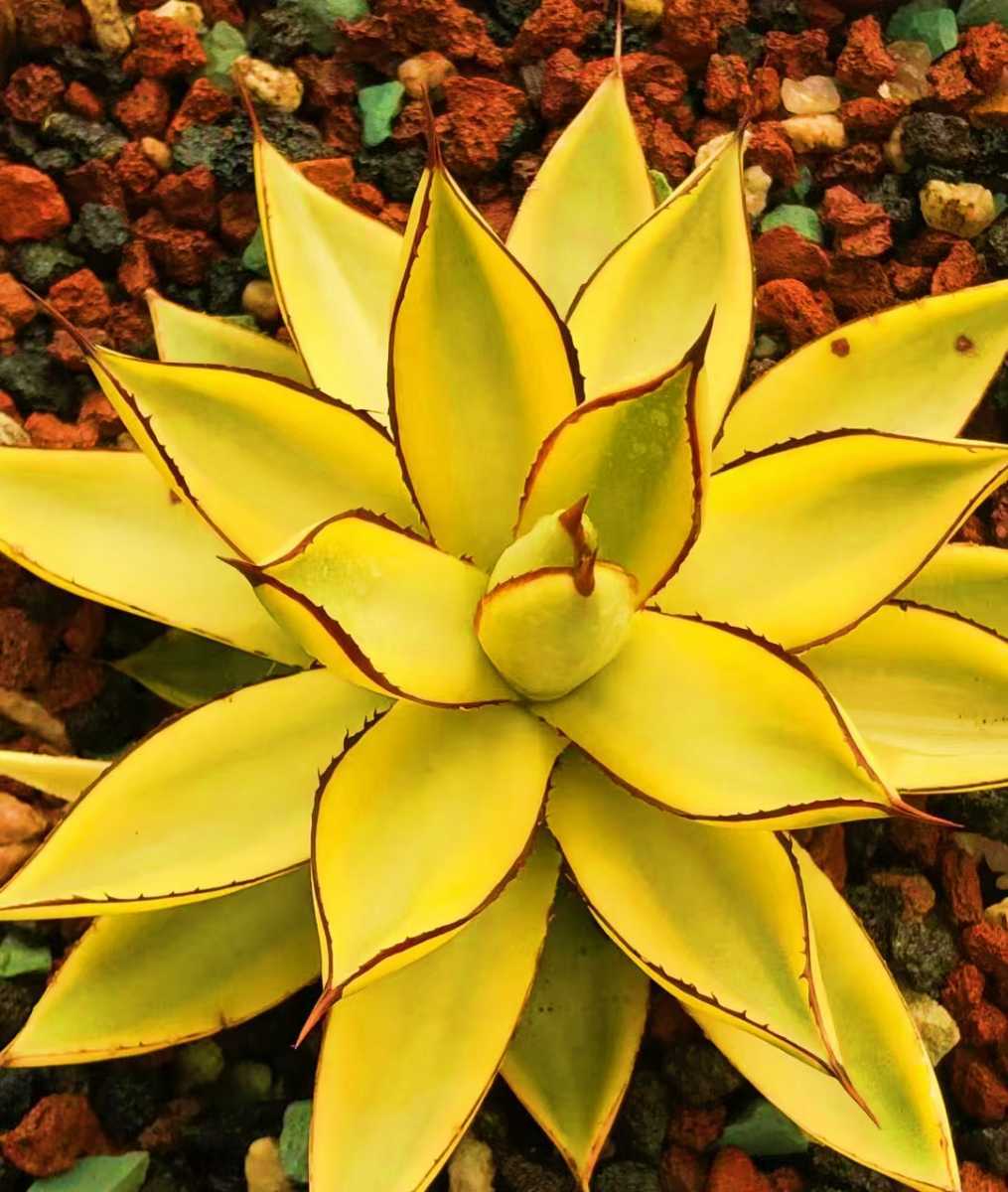 C38 厳選 多肉植物 アガベ バーントバ ーガンディ錦 糊斑 特殊錦 超