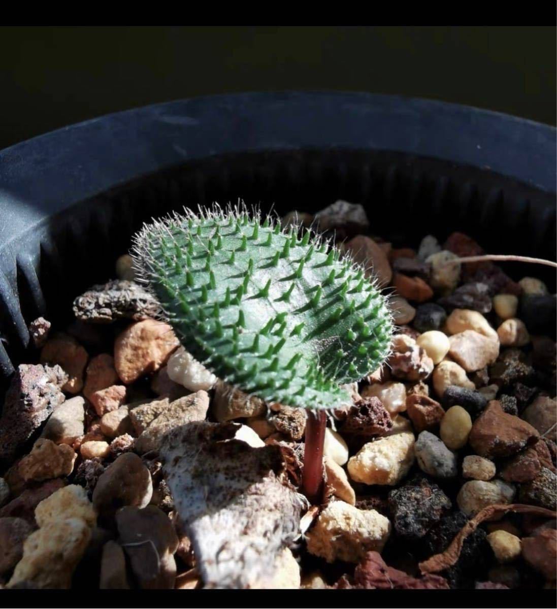 南アフリカ現産株大玉！球根 エケベリア エリオスペルマム（Eriospermum Erinum多肉 球根特選1株03