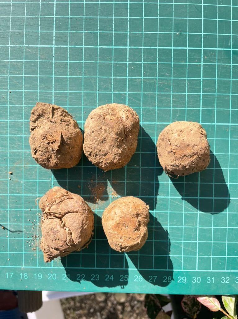 南アフリカ現産株大玉！球根 エケベリア エリオスペルマム（Eriospermum Erinum多肉 球根特選1株03