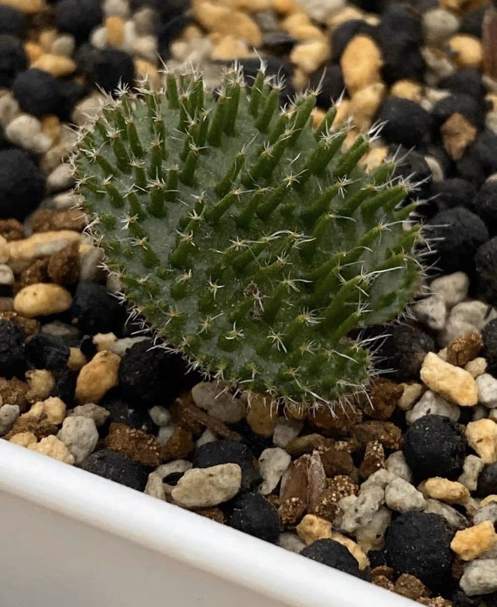 南アフリカ現産株大玉！球根 エケベリア エリオスペルマム（Eriospermum Erinum多肉 球根特選1株03