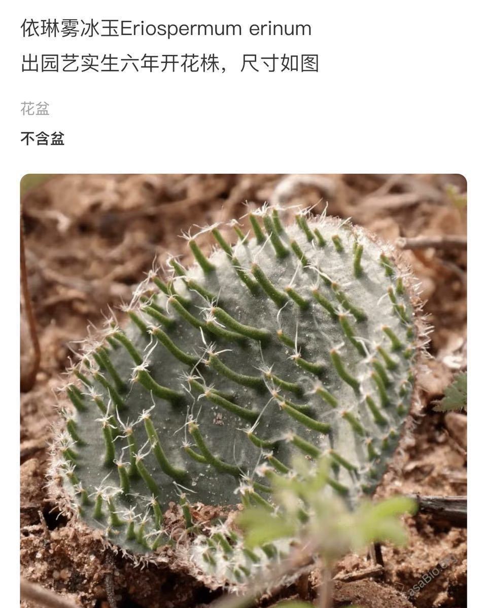 南アフリカ現産株大玉！球根 エケベリア エリオスペルマム（Eriospermum Erinum多肉 球根特選1株03