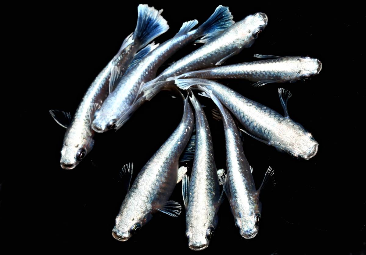 タダノユニッククレーン2.03トン。 TM-Z223