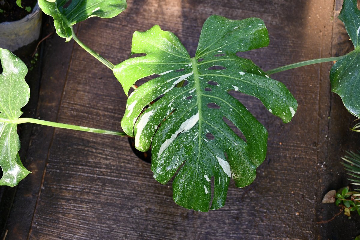 箱 230296☆AO☆斑入りモンステラ 乳白色の斑がきれいに入るモンステラ