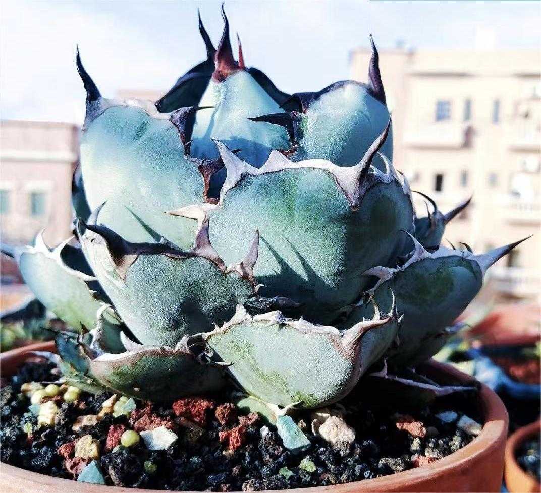 F15 極上厳選 アガベ チタノタ BB ブラックアンドブルー 強棘 短葉 球形包葉形 極上厳選超巨大です子株