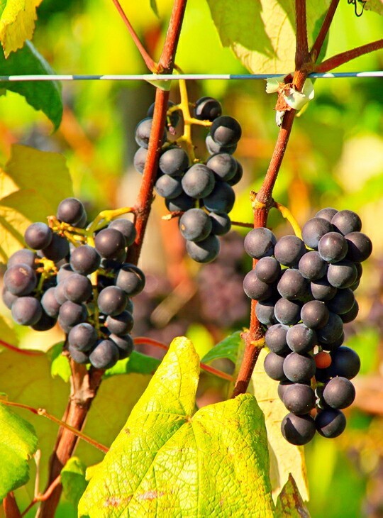 １才山ぶどう（雌雄同株品種）棚上がり直行可、今期実り実りの大株苗木（１２号不織布ポット、容量14リットル）￥3000スタート