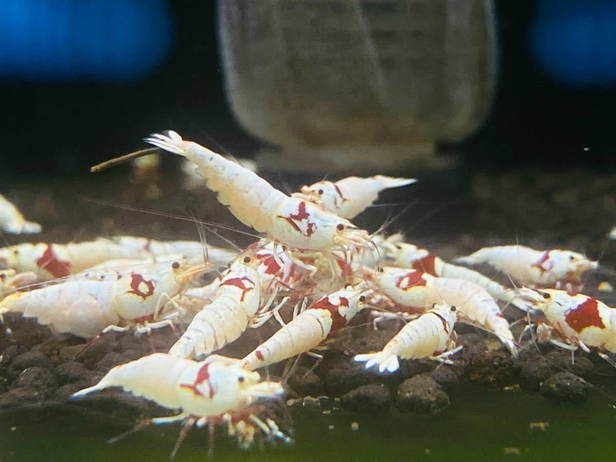 ★エビ魔女ちゃん★　超発色ハイグレードレッドビーシュリンプ２０匹【モスラ・日の丸・バンドランダムセレクト】/期間限定数量