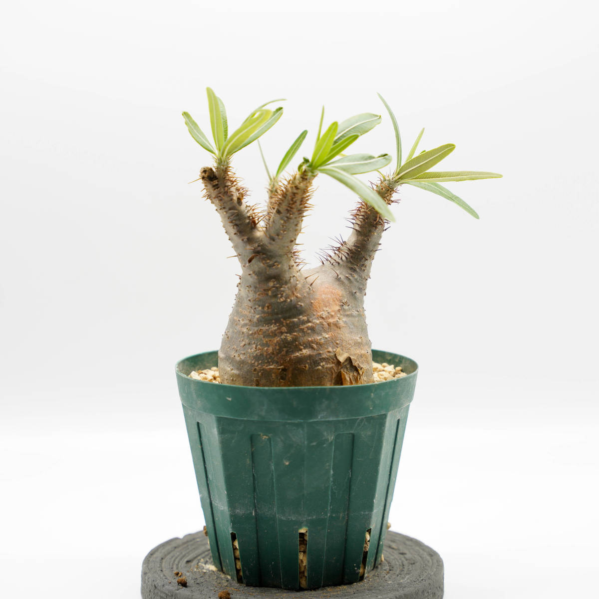 グラキリス パキポディウム 「塊根植物」パキポディウム 発根済 現地球 