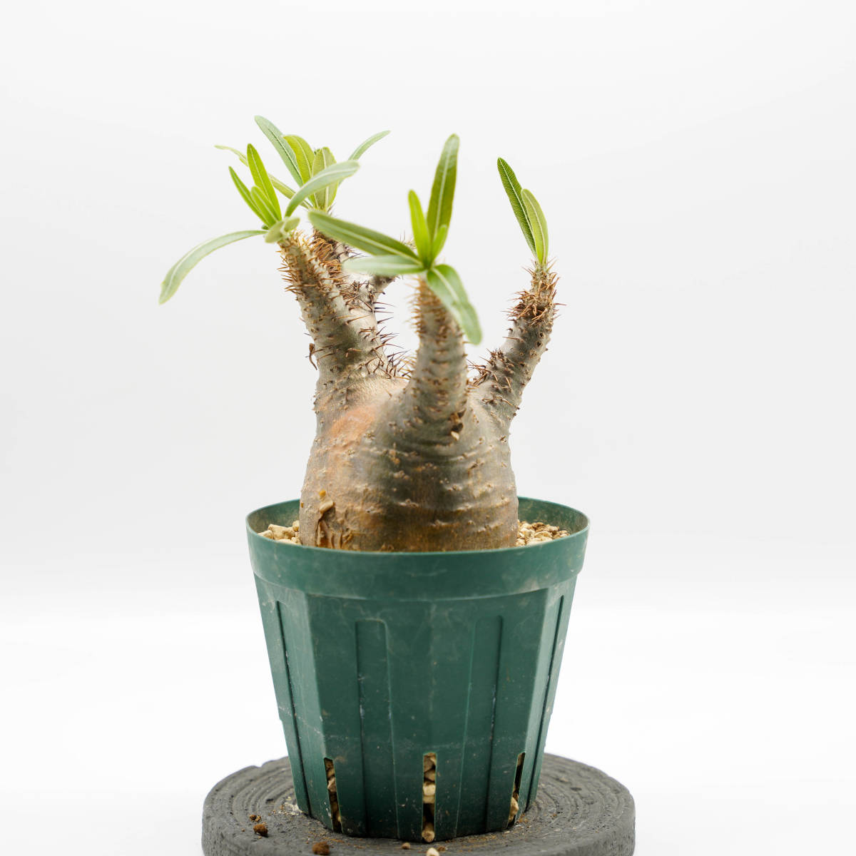 【発根済、特大株】パキポディウム　グラキリス　現地球　緑肌　茶肌　マダガスカル 発根済】【現地球】特大パキポディウム グラキリス | BRIDGE GARDEN