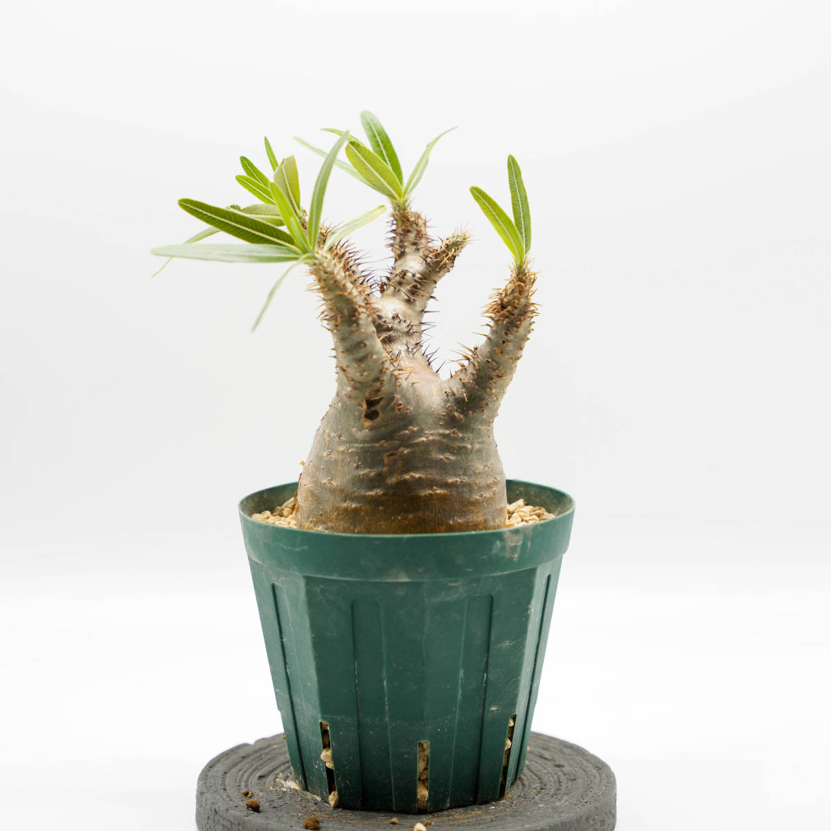 パキポディウムグラキリス。現地球株、安心の発根済み。鉢のまま発送