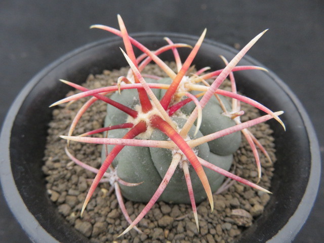 ＜サボテン・多肉植物＞　太刺緋冠竜