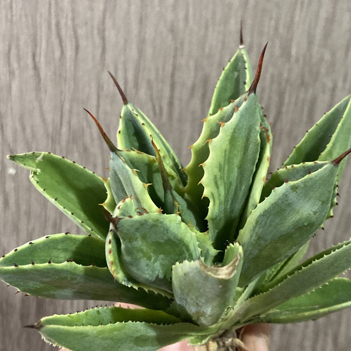 P83-5 特選 アガベ 多肉植物 キュービック 覆輪錦 季節錦 短葉 極上大株
