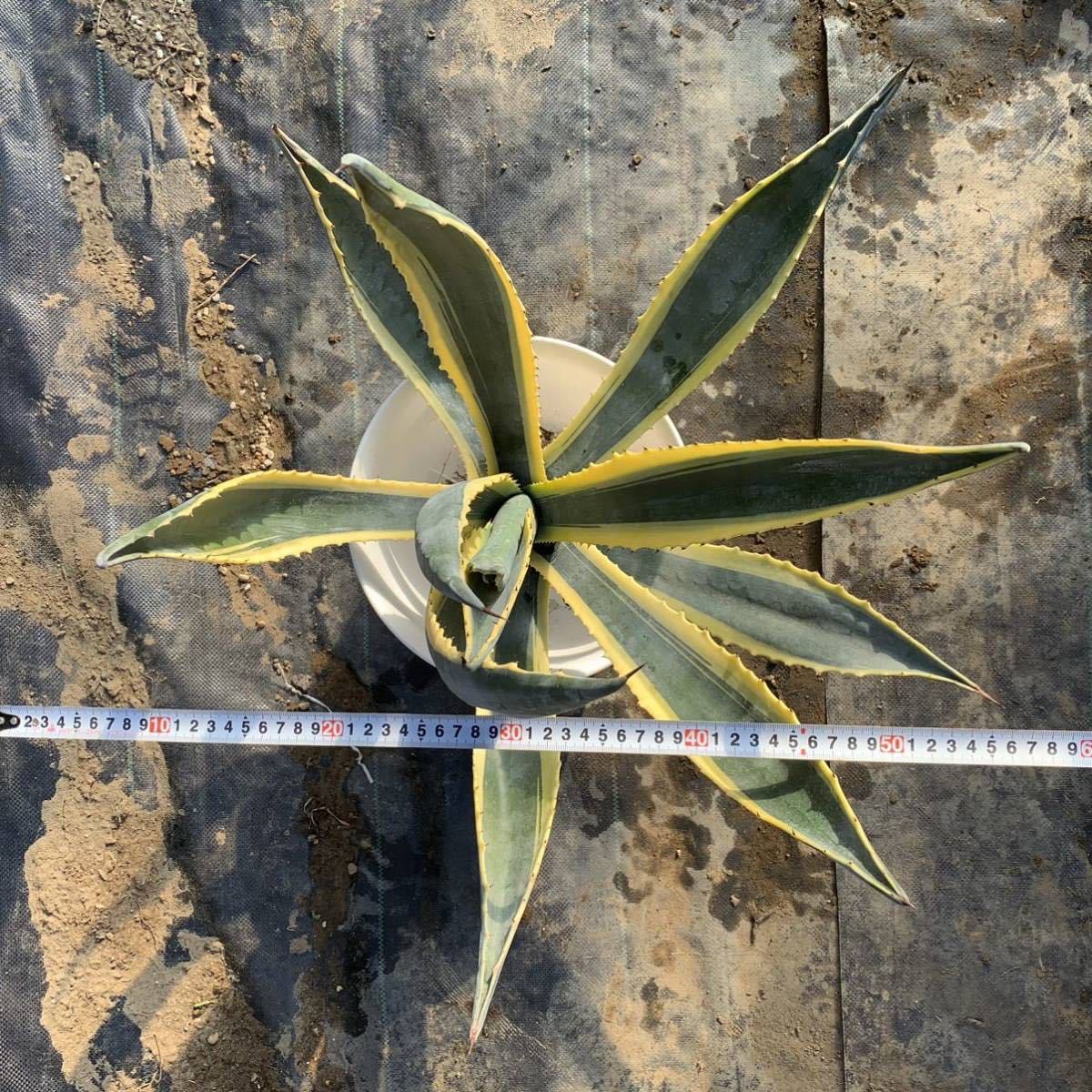 アガベ アメリカーナ 外斑 / 多肉植物 竜舌蘭 - ✨2026✨アガベ