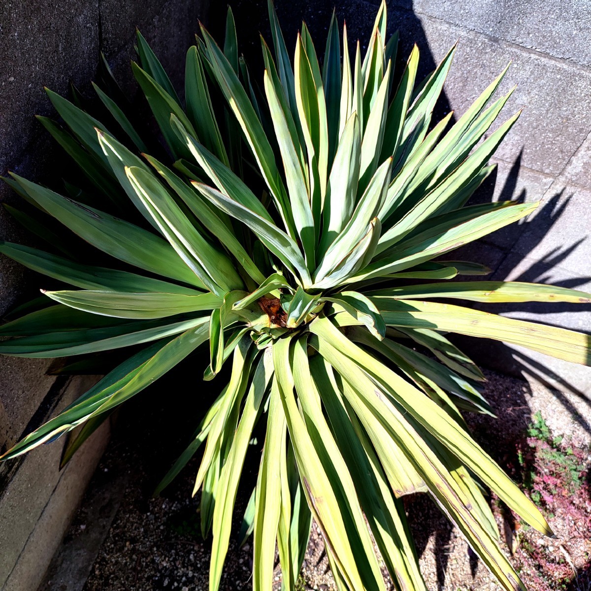 ユッカ 大株 開花株 観葉植物 【公式通販】