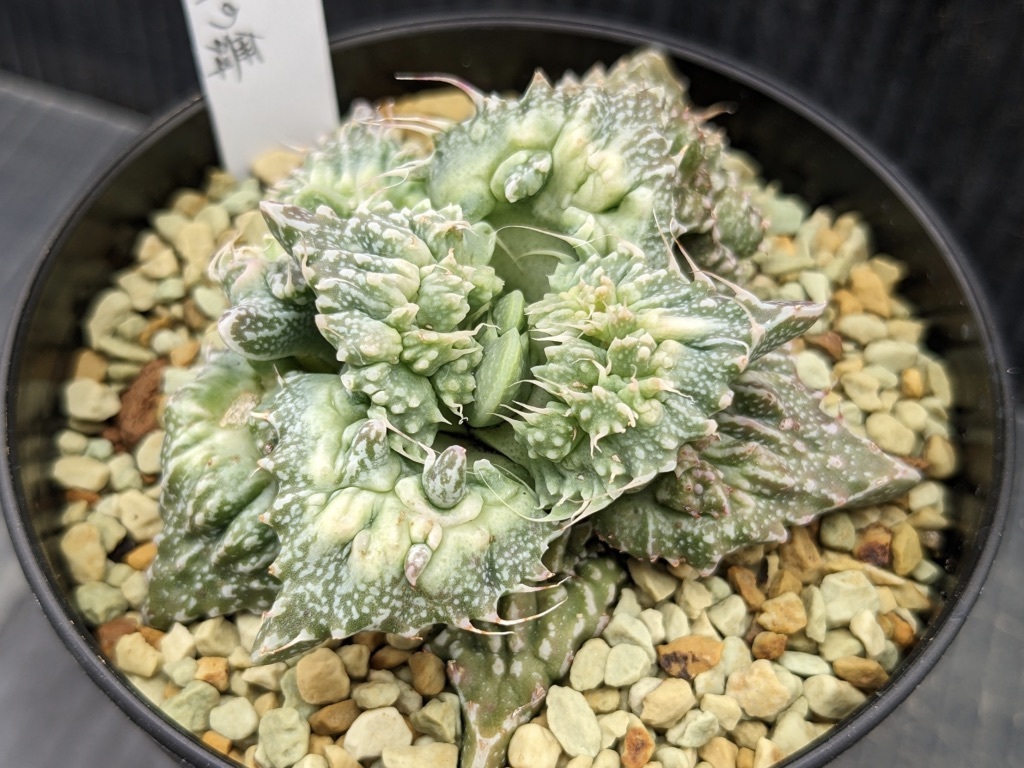 多肉植物 フォーカリア属 竜神の舞×赤怒涛(実生苗です) 【公式通販】
