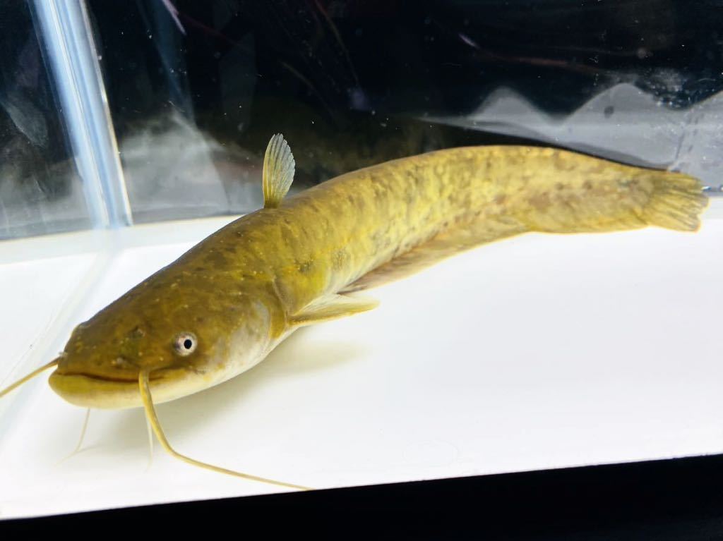 ニホンナマズ 22cm 静岡産 画像個体 淡水魚 マナマズ 一点物 肉食魚 ナマズ 大型魚 水槽 日本ナマズ 観賞魚 なまず 地震 まなまず ...