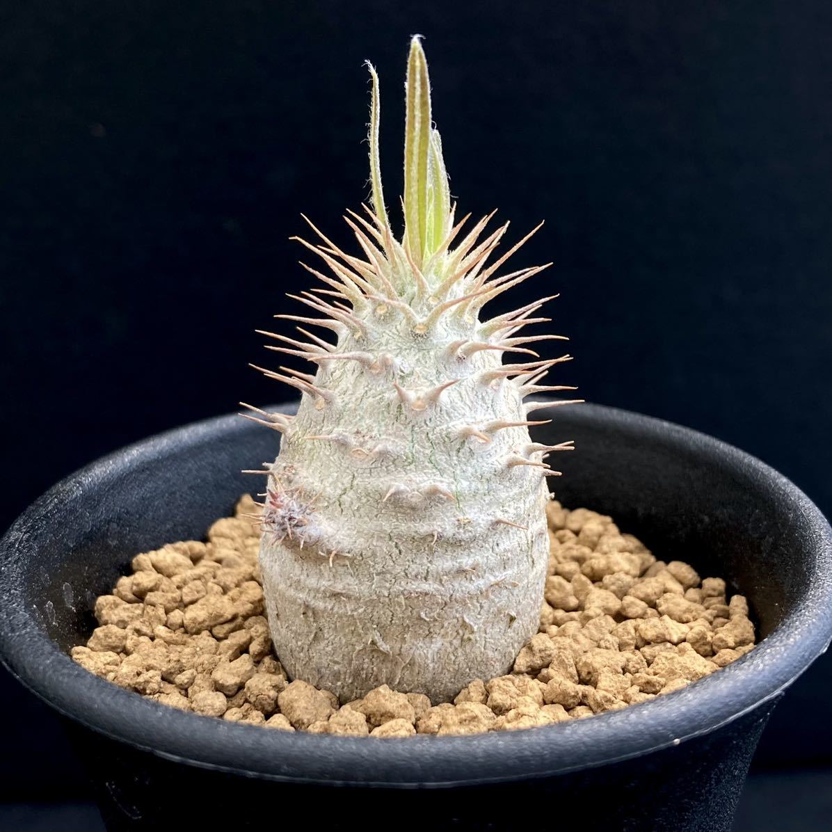 σ パキポディウム グラキリス (象牙宮) 実生特選 2.5号① Pachypodium