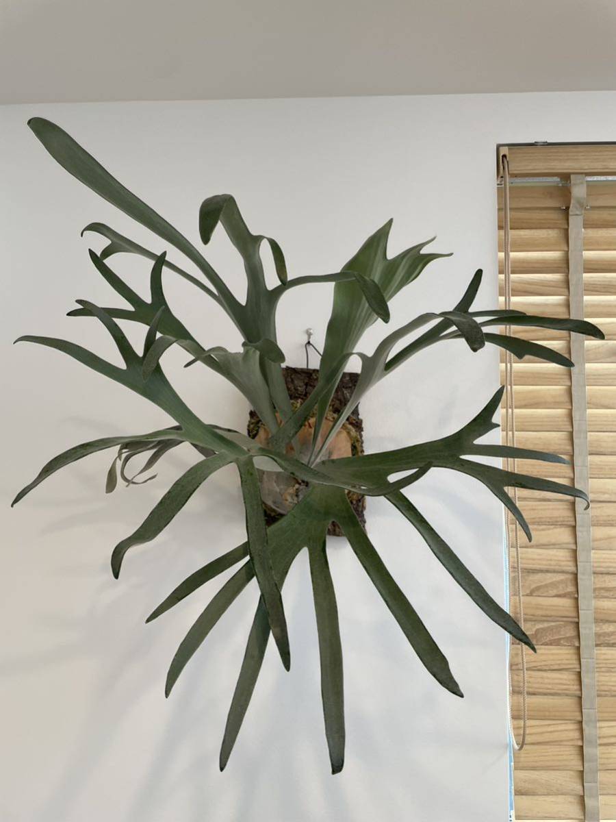 ビカクシダペガサス ビカクシダ 観葉植物 ペガサス ペガサス（P