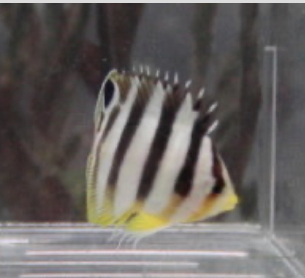 シマヤッコ（国内養殖個体）_1