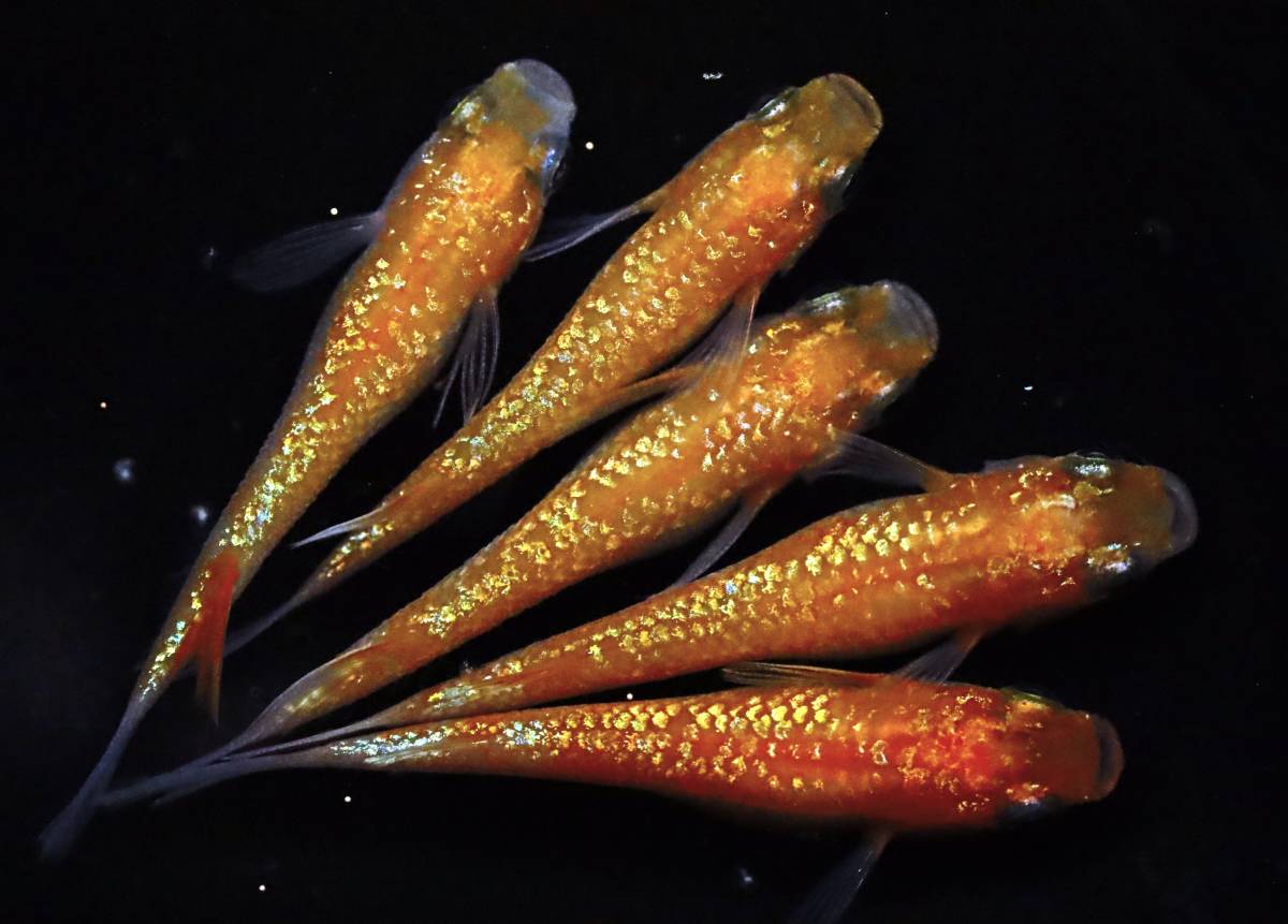 丸長メダカ A7【 王華　上物 】5匹！ メス 2匹、オス 3匹！ めだか 現物出品！