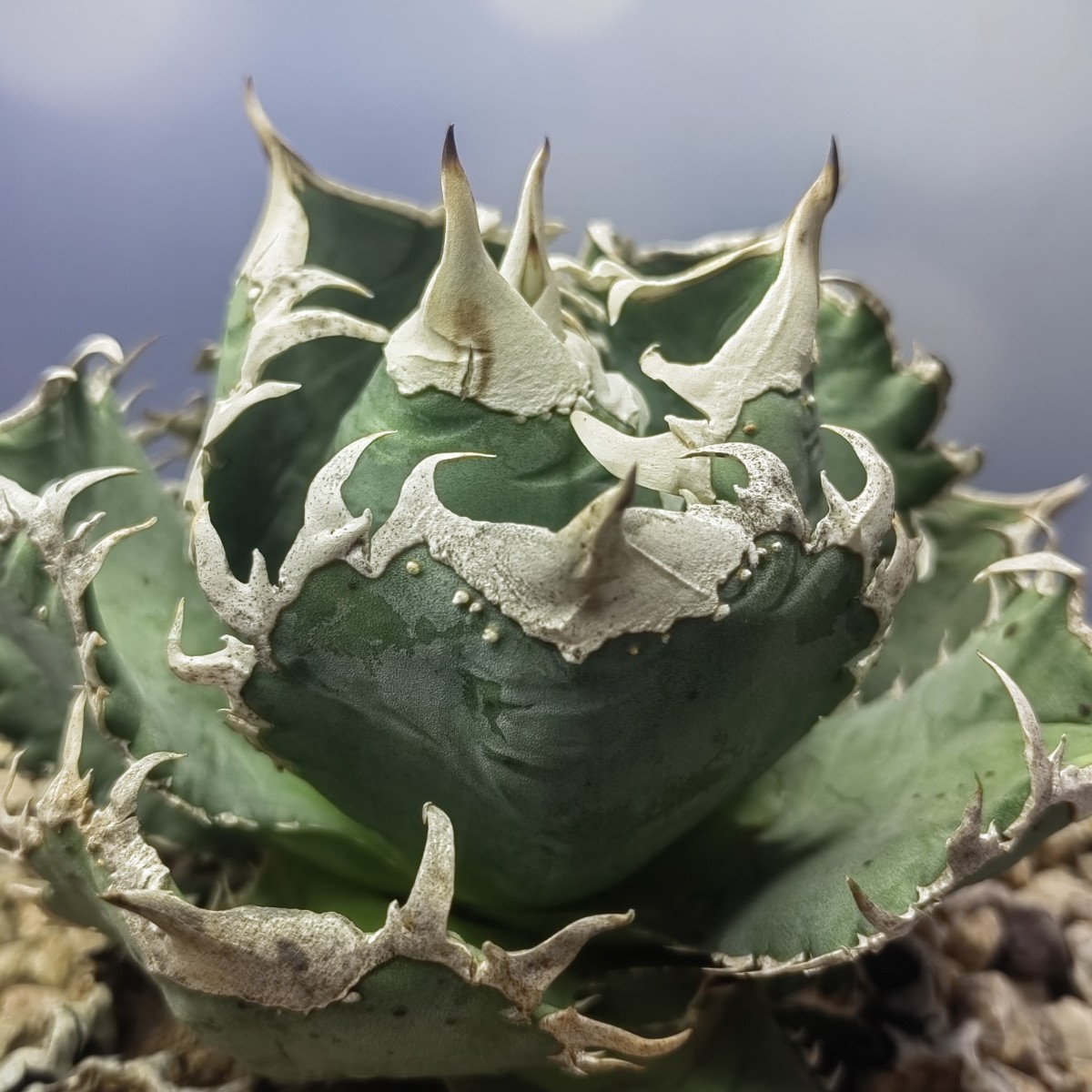 ★特選厳選株★アガベ　チタノタ　狼人　包心龍　① mqdefault.jpg