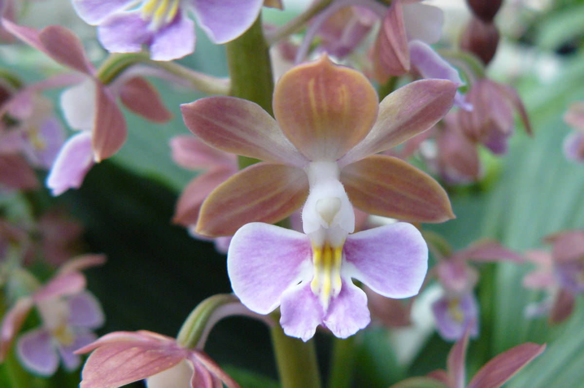 えびねバイオ　開花見込み株　『琴　姫』　３１２　エビネ　海老根蘭　寒蘭　春蘭　山野草　花