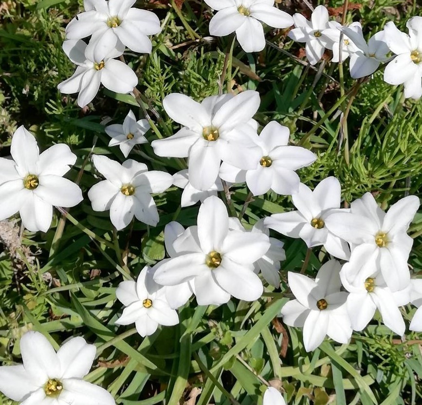 ハナニラ抜き小球根苗10本以上_1