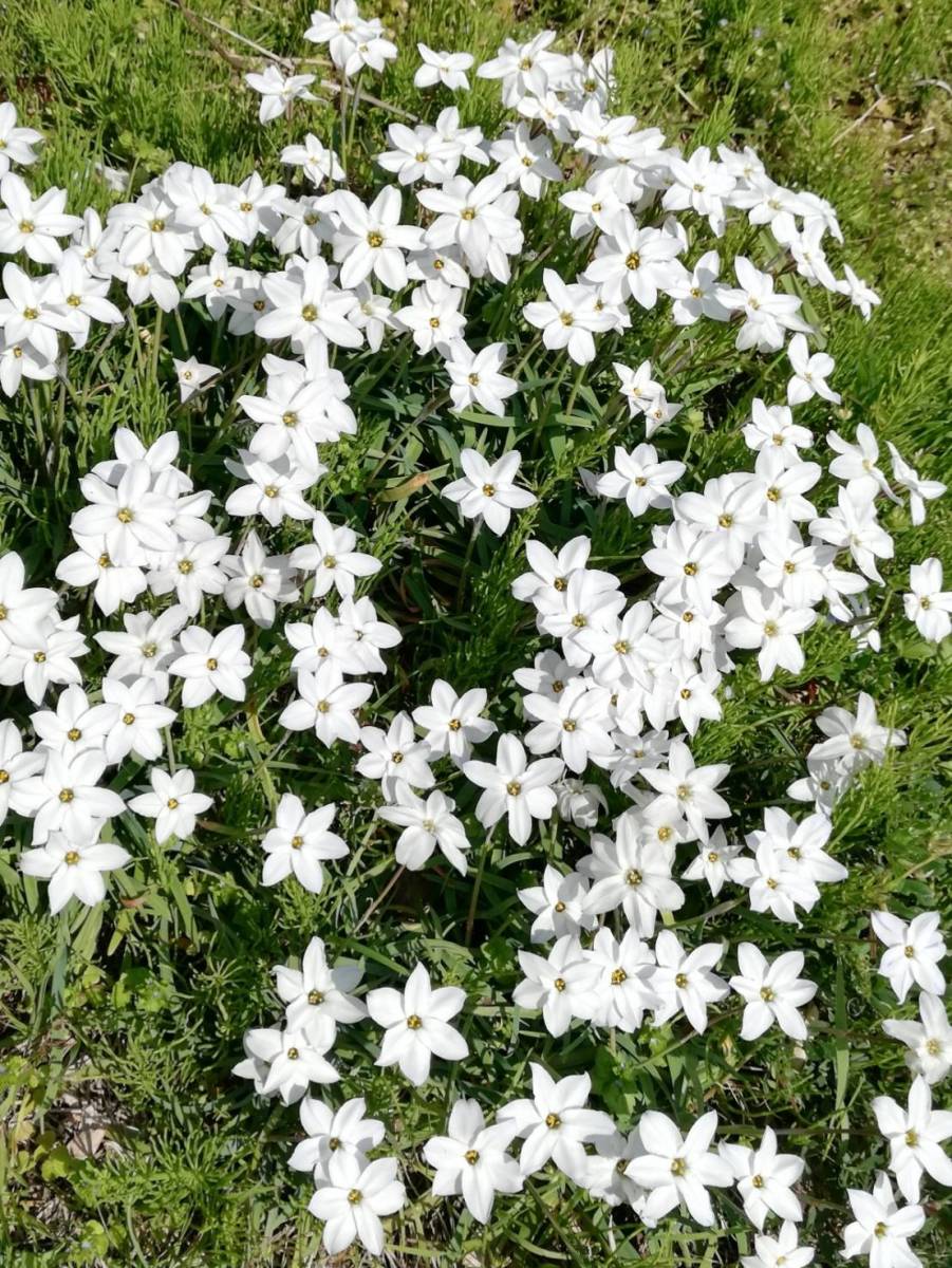 ハナニラ抜き小球根苗10本以上_2