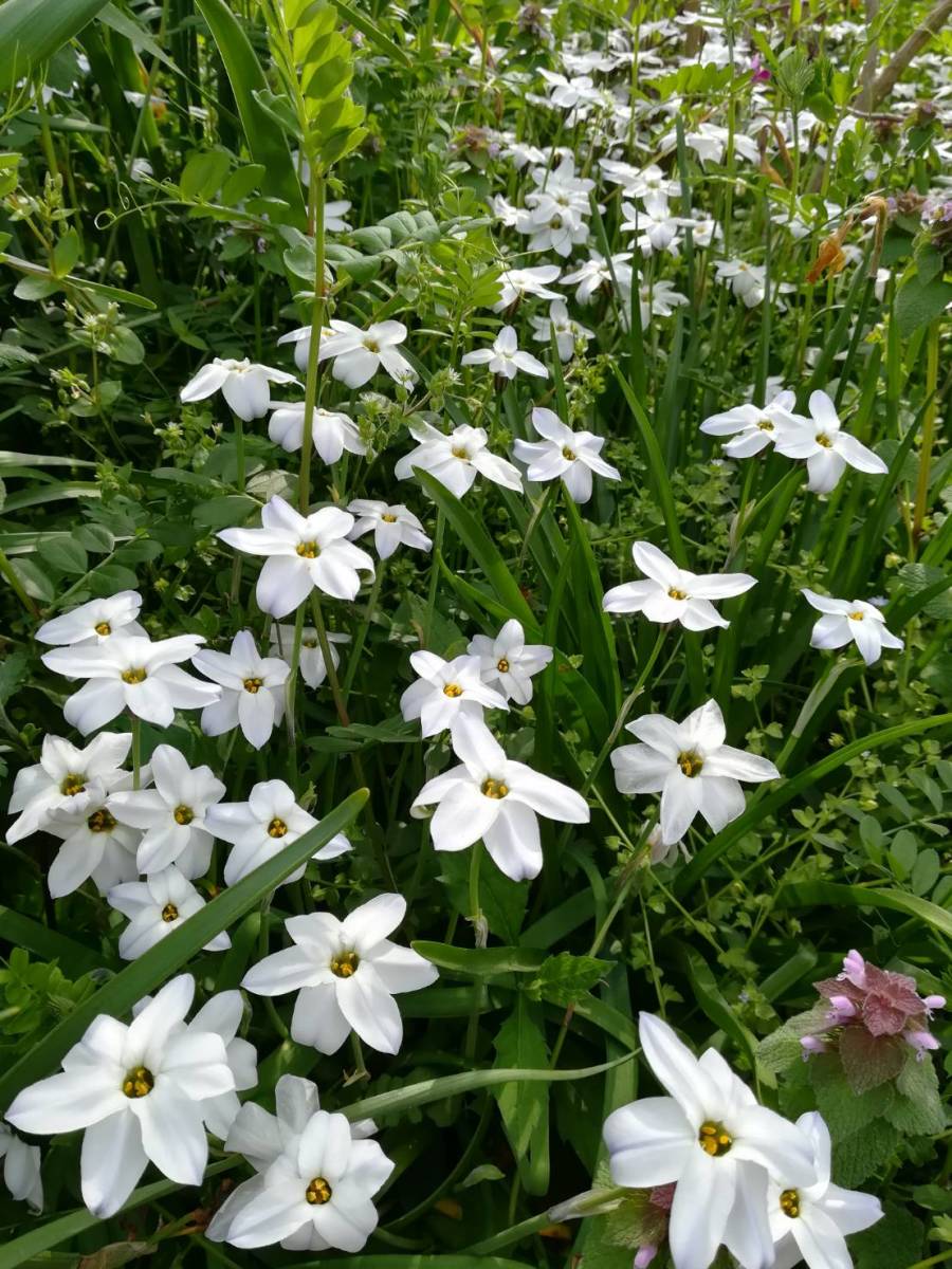 ハナニラ抜き小球根苗10本以上_3