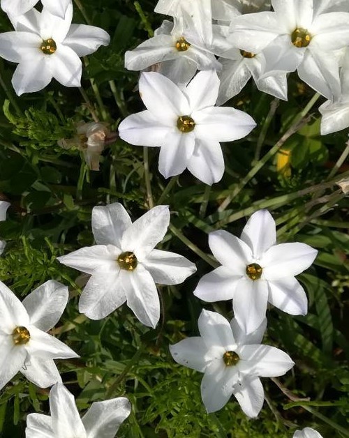 ハナニラ抜き小球根苗10本以上_4