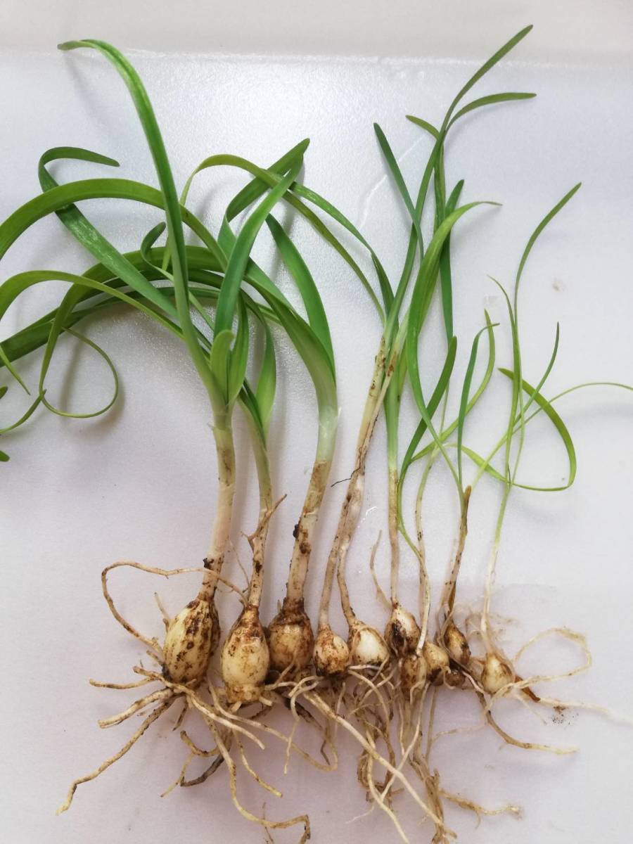ハナニラ抜き小球根苗10本以上_5