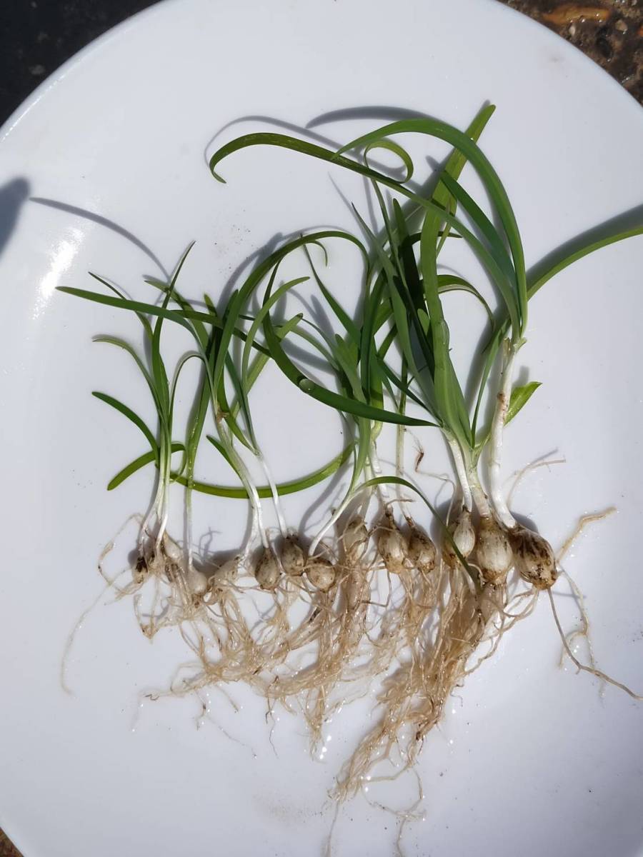 ハナニラ抜き小球根苗10本以上_6