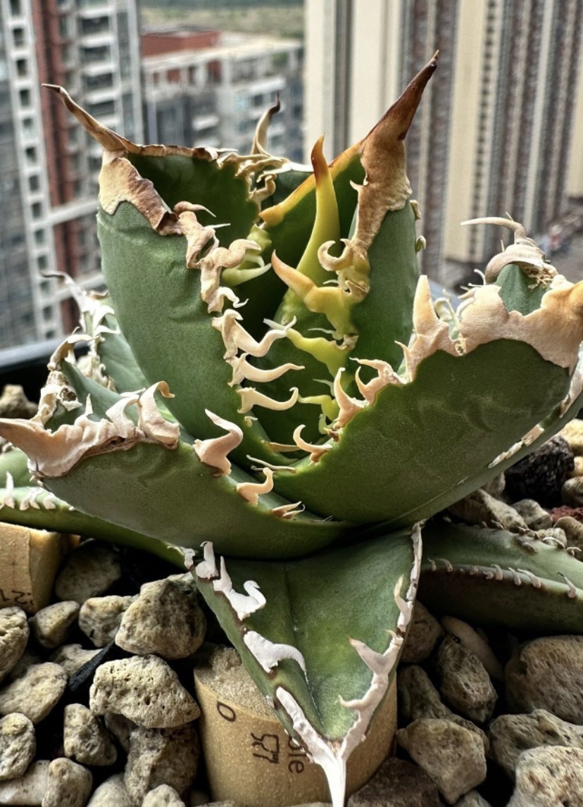 A22 アガベ チタノタ agave Gogila 白幽 子株 アガベ チタノタ デブ