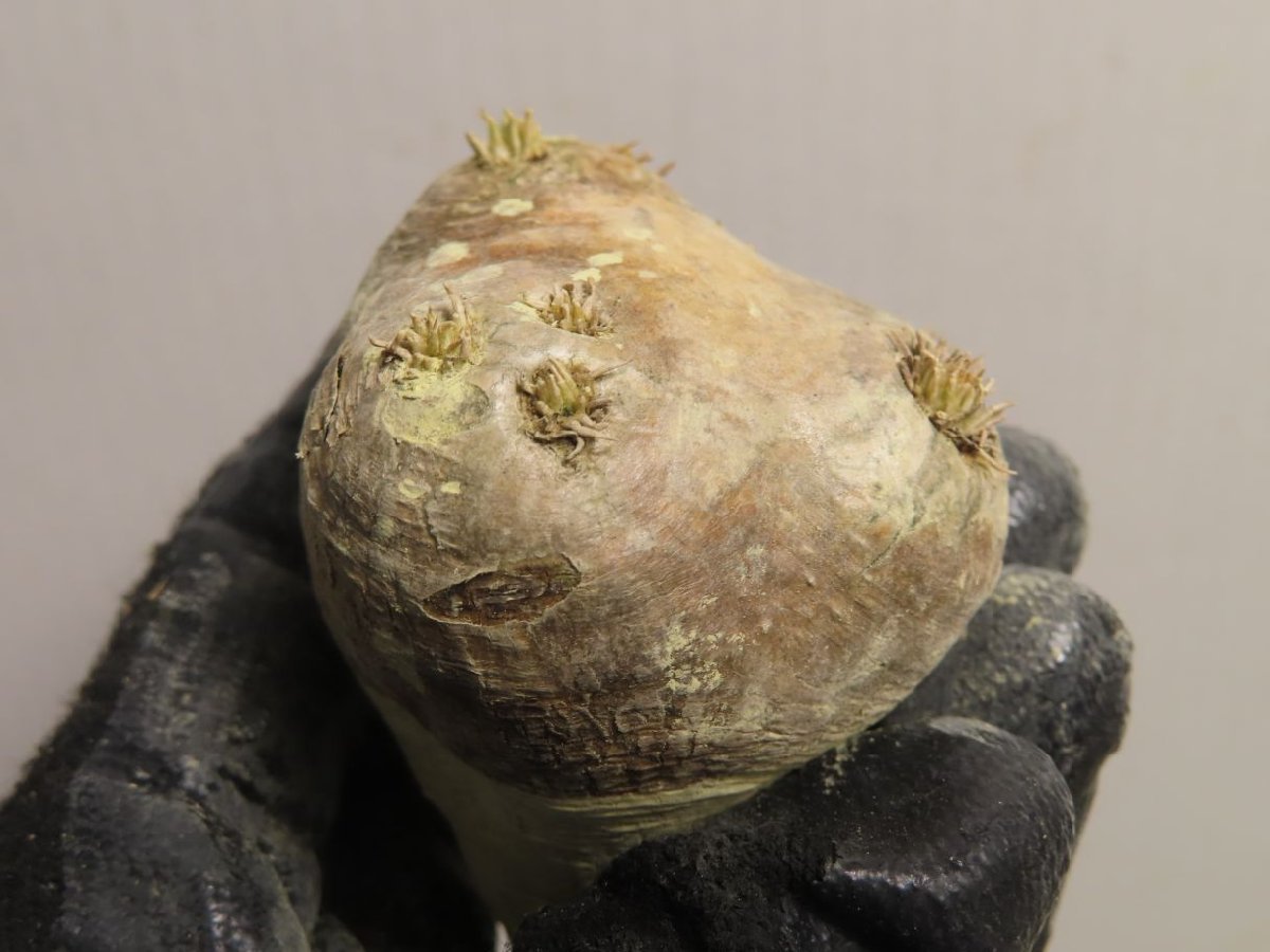 フ148 「塊根植物」パキポディウム 恵比寿笑い 小 抜き苗【3/31最新到着・マダガスカル・Pachypodium brevicaule】