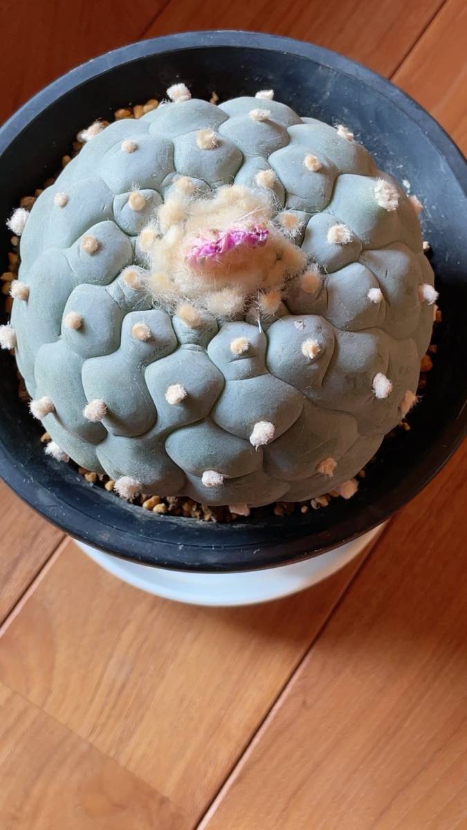 サボテン　銀冠玉　特白肌　実生