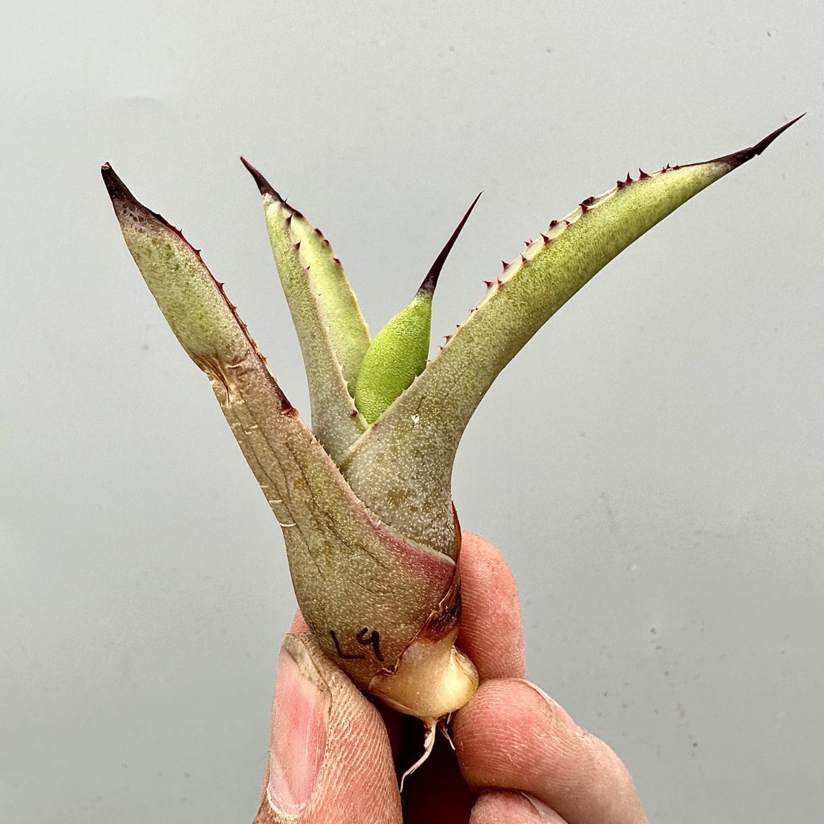 L9 激レア高級品種 多肉植物 アガベ 黒い森です 極上強棘 狂刺