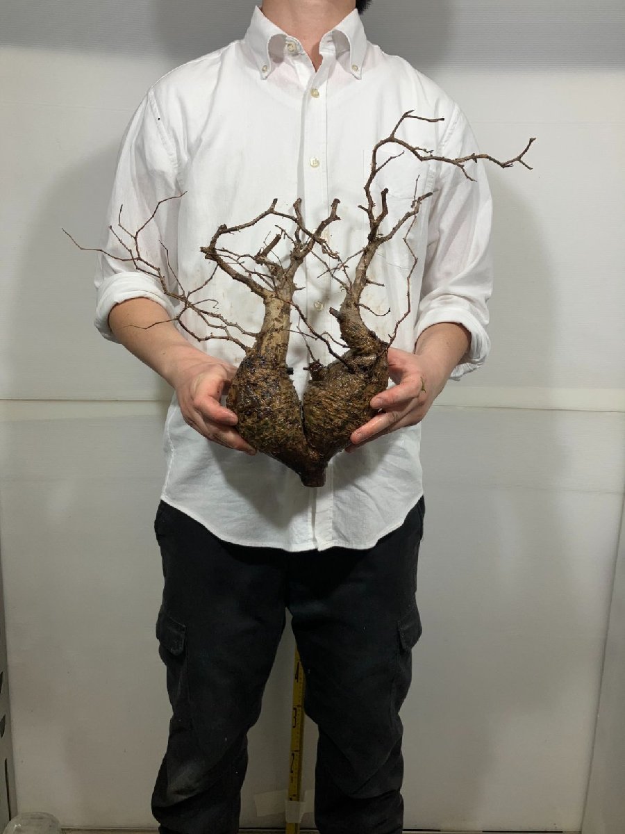 ヘ4312 「塊根植物」オペルクリカリア パキプス 多頭 抜き苗【3/31最新